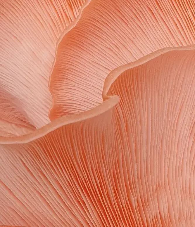 Rosenseitling Lamellen